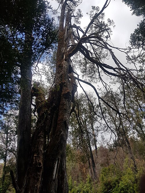 タスマニア島の原生林に生育するヒューオンパイン（Lagarostrobos franklinii）
