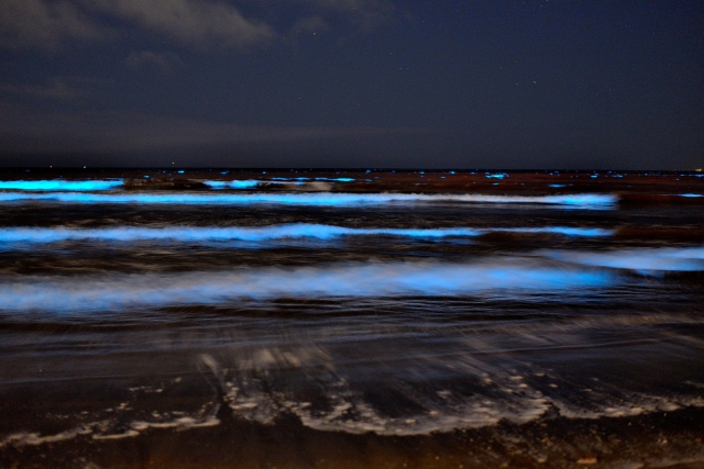 夜の浜辺で淡く青く光る波打ち際の風景

