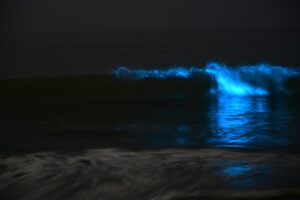 夜の波が崩れる瞬間に青く光るバイオルミネッセンス現象