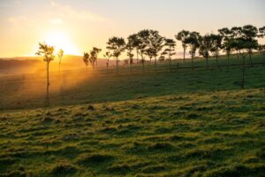 朝の光に照らされる広い草原。遠くへ続く道を想像させる静かな風景