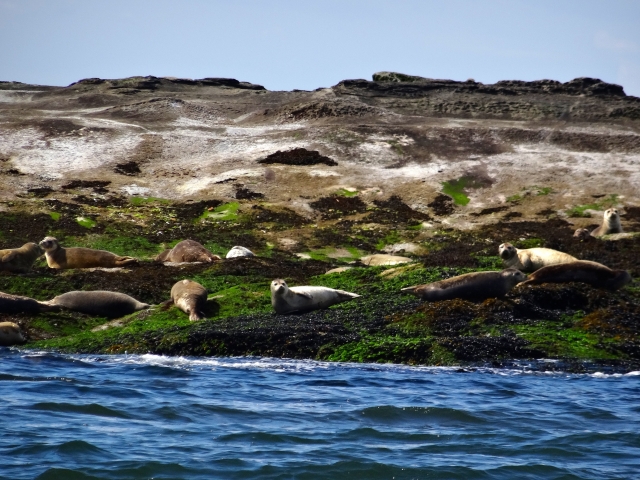 岩場で休むアザラシの群れ