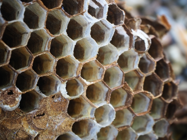 ハチの巣の六角形の巣穴が規則的に並ぶ構造のクローズアップ
