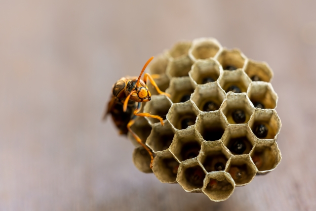 六角形の巣穴が並ぶスズメバチの巣の接写