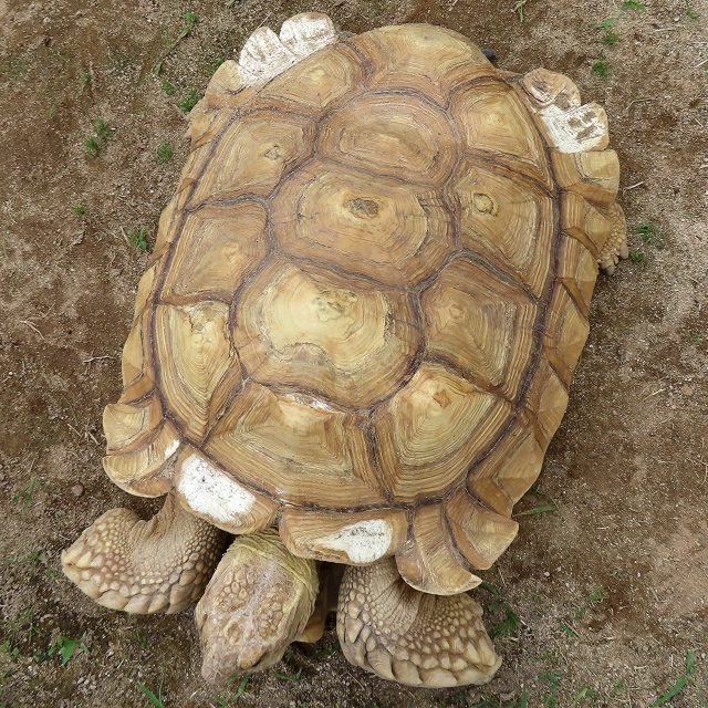 六角形に近い模様が並ぶカメの甲羅