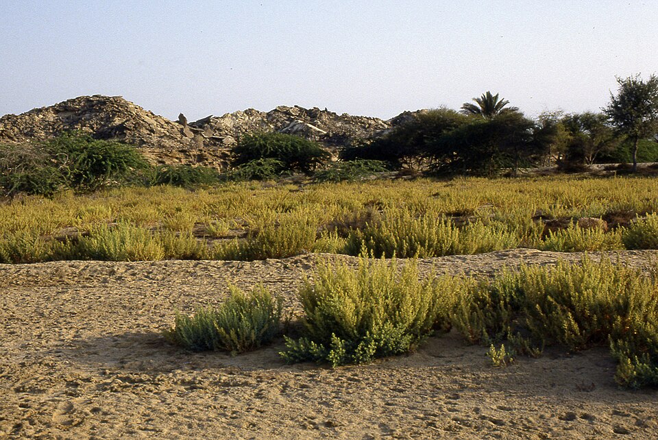 パキスタン南西部マクラン地方の乾いた半砂漠の風景。低い植物と岩山が広がるゲドロシア砂漠の景観