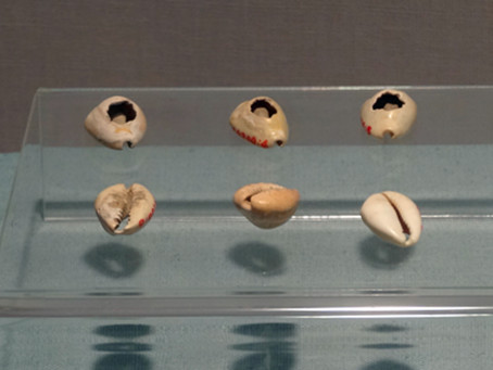 古代にお金として使われた貝貨の展示品