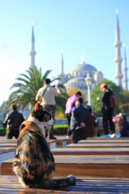 イスタンブールのモスクを背景にベンチでくつろぐ猫