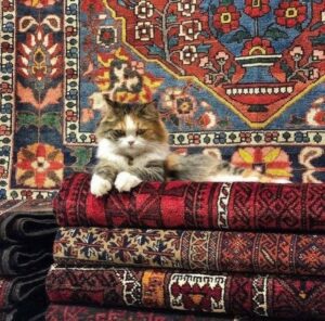 イスタンブールのグランドバザールでトルコ絨毯の上にくつろぐ猫