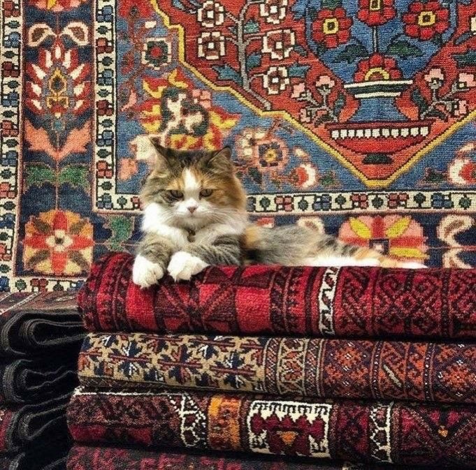 イスタンブールのグランドバザールでトルコ絨毯の上にくつろぐ猫