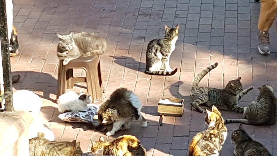 イスタンブールの街角で思い思いに過ごす猫たち